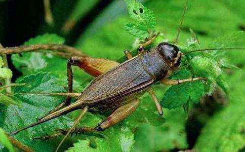 《蟋蟀的住宅》教案(通用21篇)