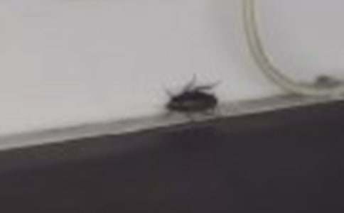 灭蟑螂记作文(热)