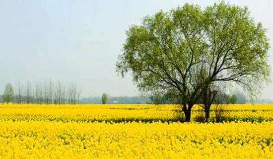 һ�꼶���μƻ��鷶��